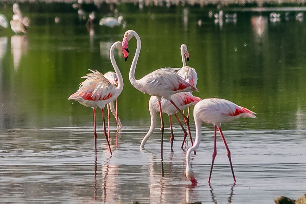 Heart of  Flemingos
