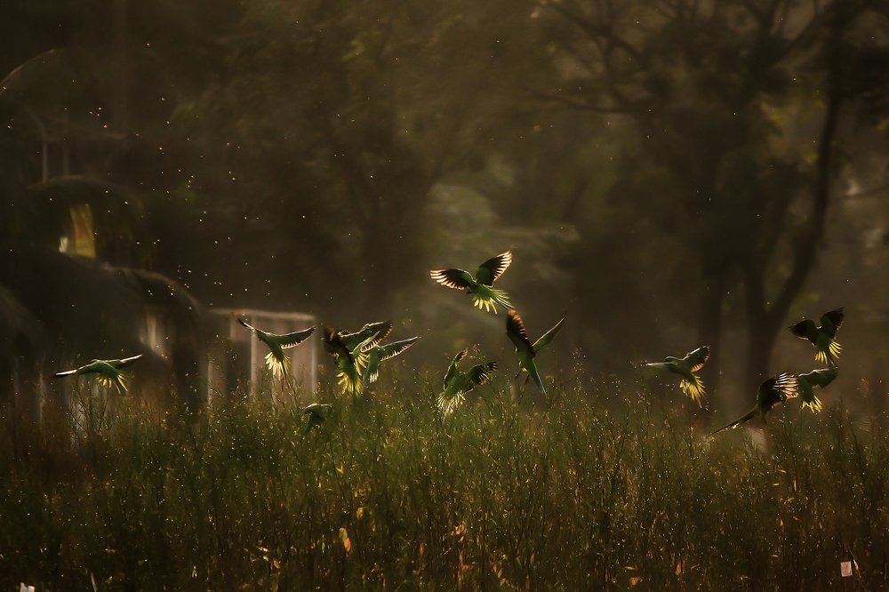 Photograph by Md. Rakibul Islam