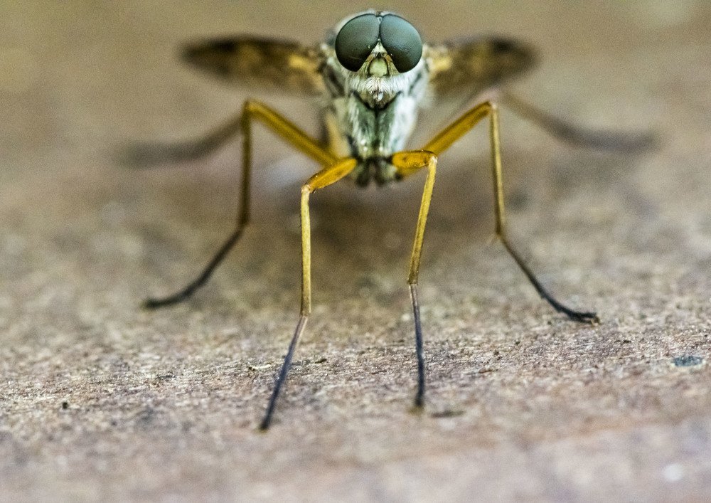 Photograph by Олесь