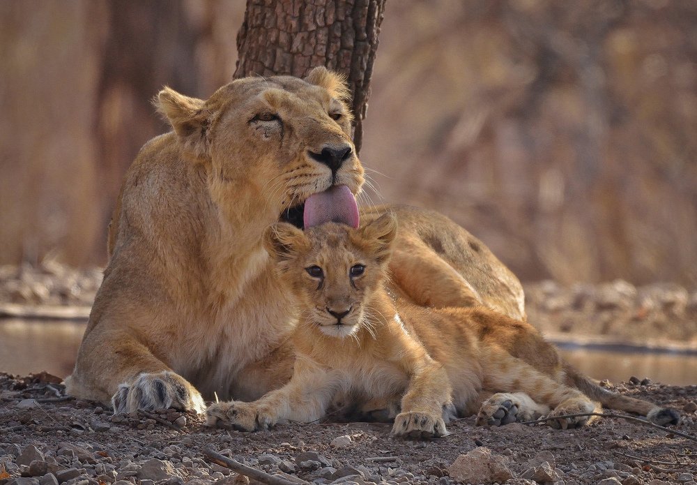 Asiatic lioness with cub
