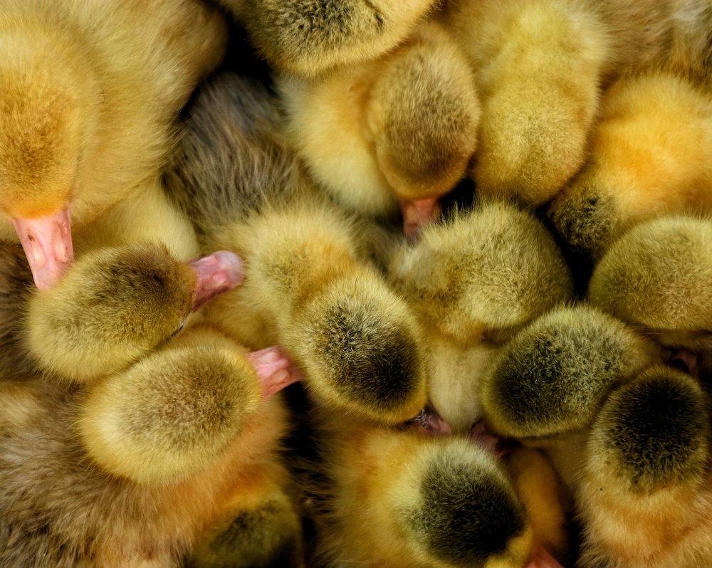 ducklings