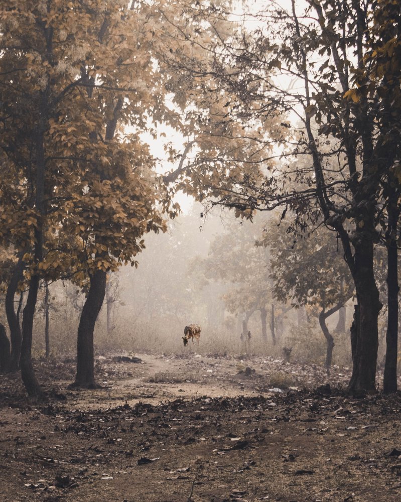A Deer Amidst the Fog