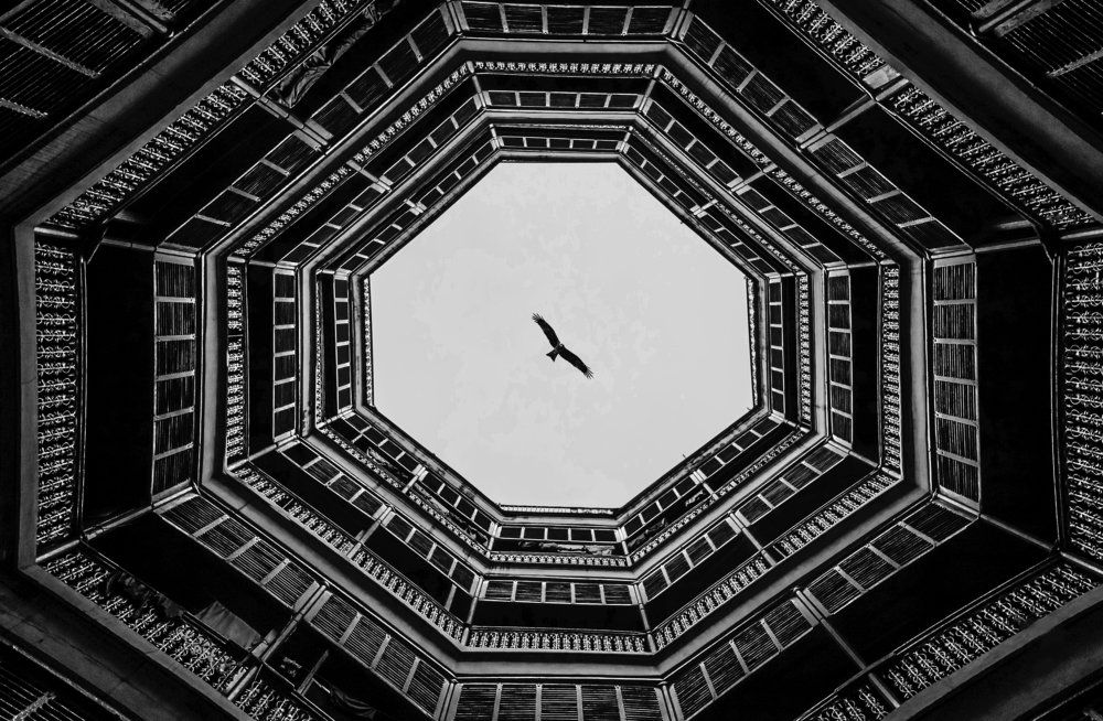 A Bird in My Octagon