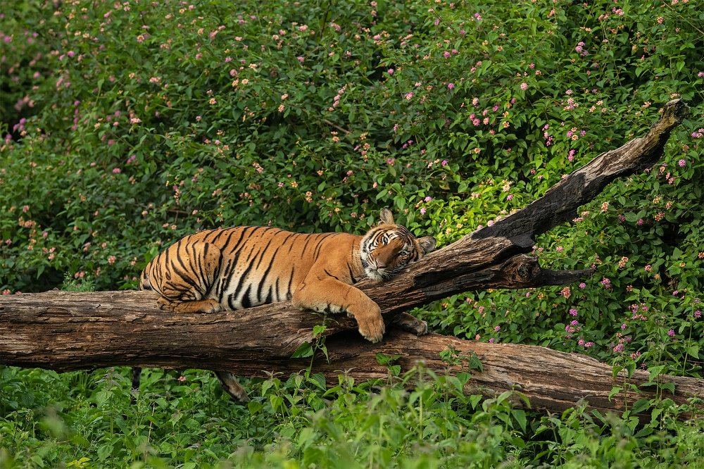 Tiger Slumber