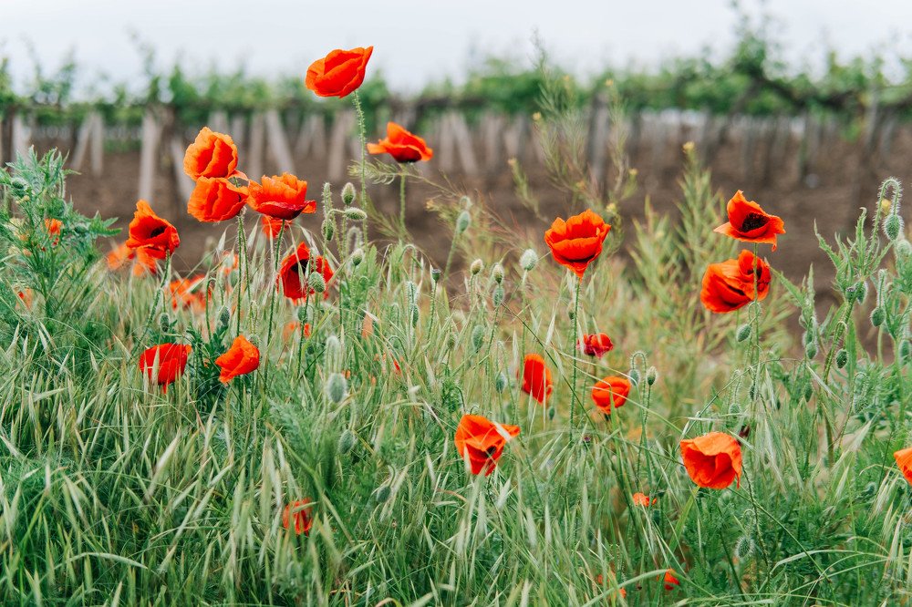 Крымские маки
