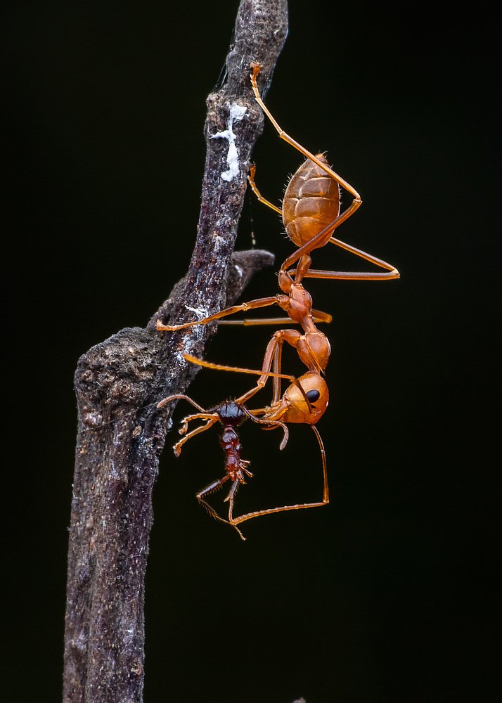 Weaver Ant with Fire Ant kill