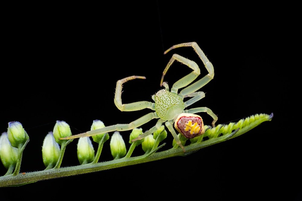Crab Spider in flora