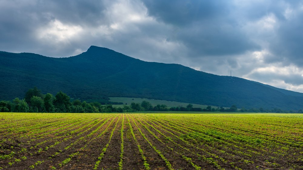 Sunflowers field in front of a mountain