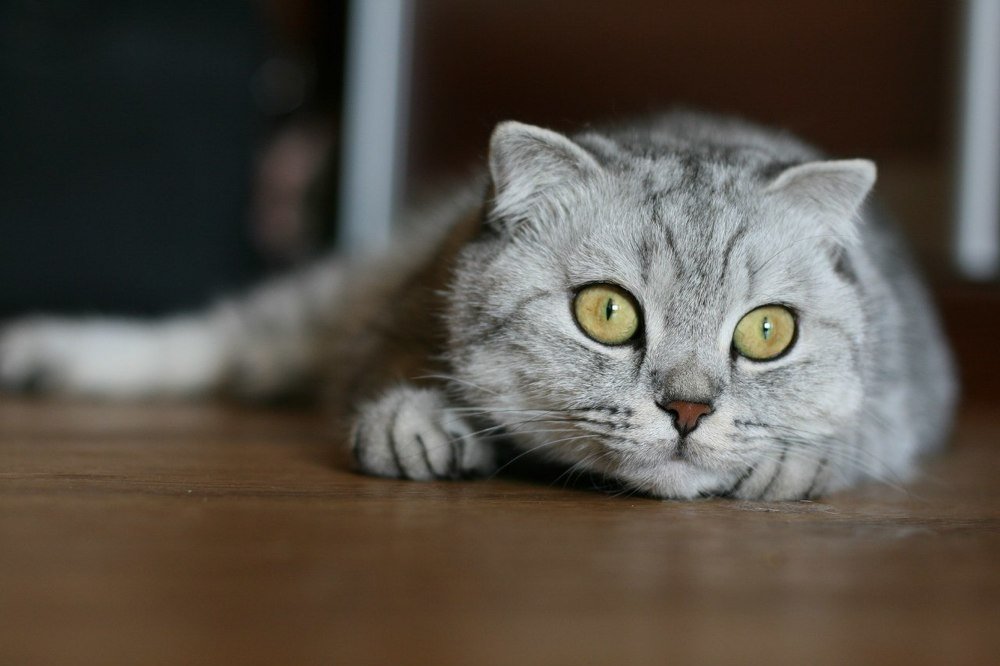 Фотография автора Ирина Фатеева