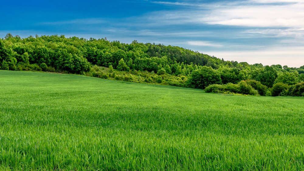 Green wheat field on a slope