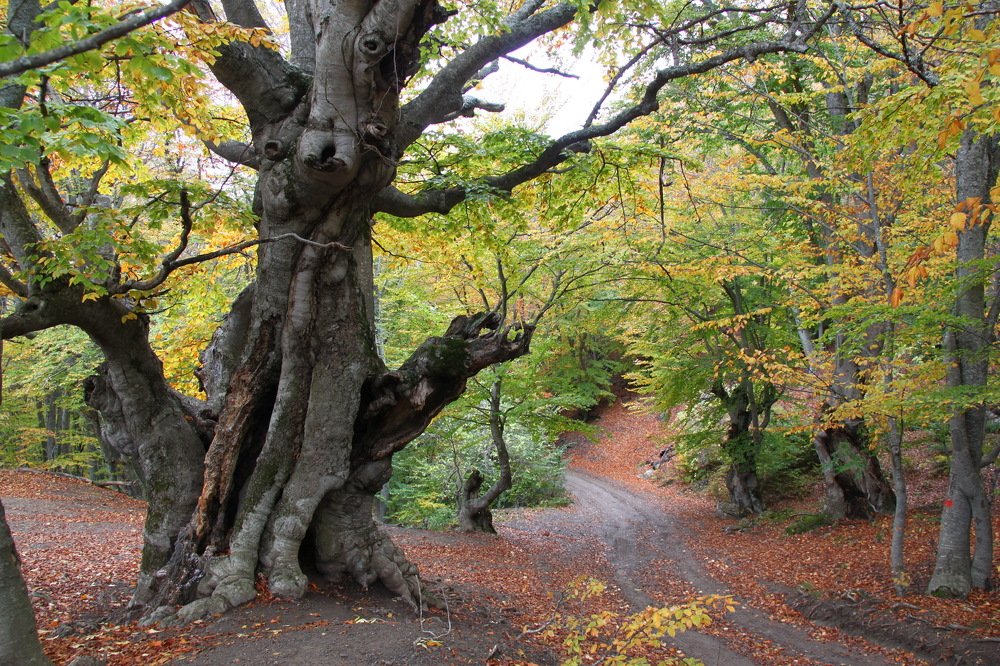 Бук Соловья-разбойника