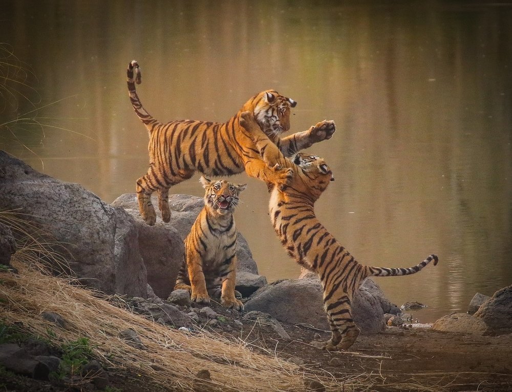 Tiger cubs in a playful mood