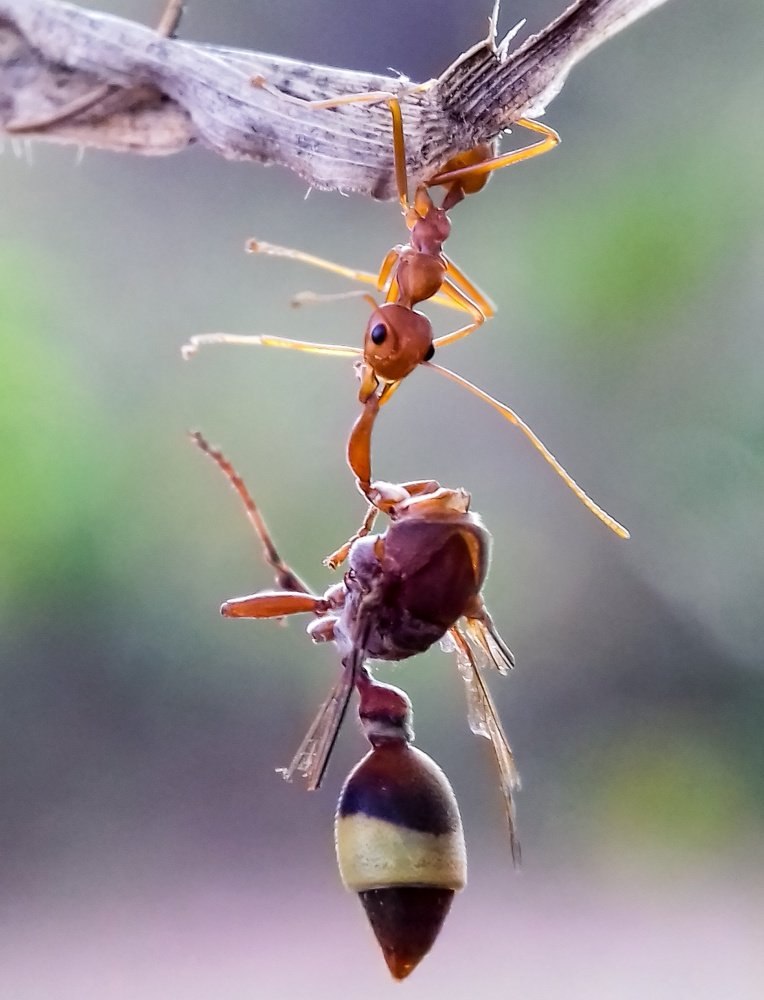 Weaver ant with kill