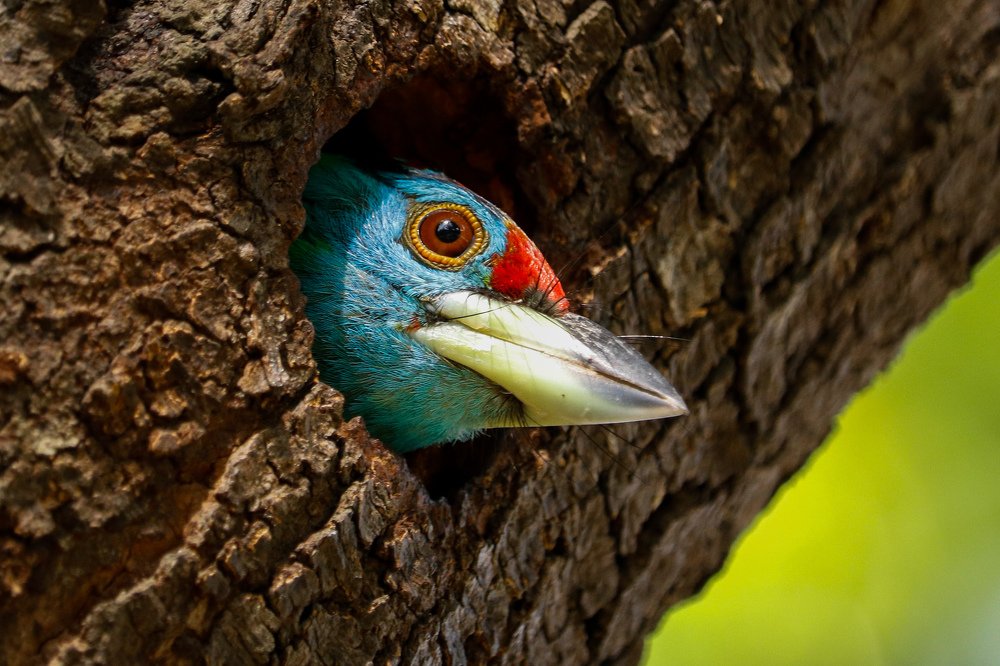 Blue throated barbet