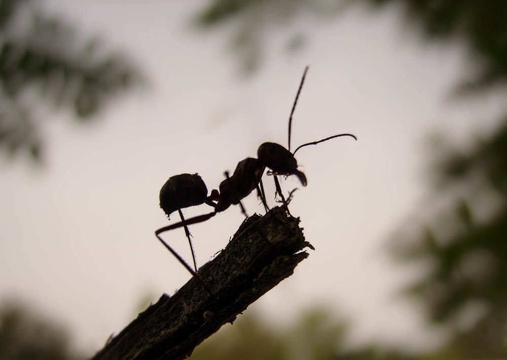 ant