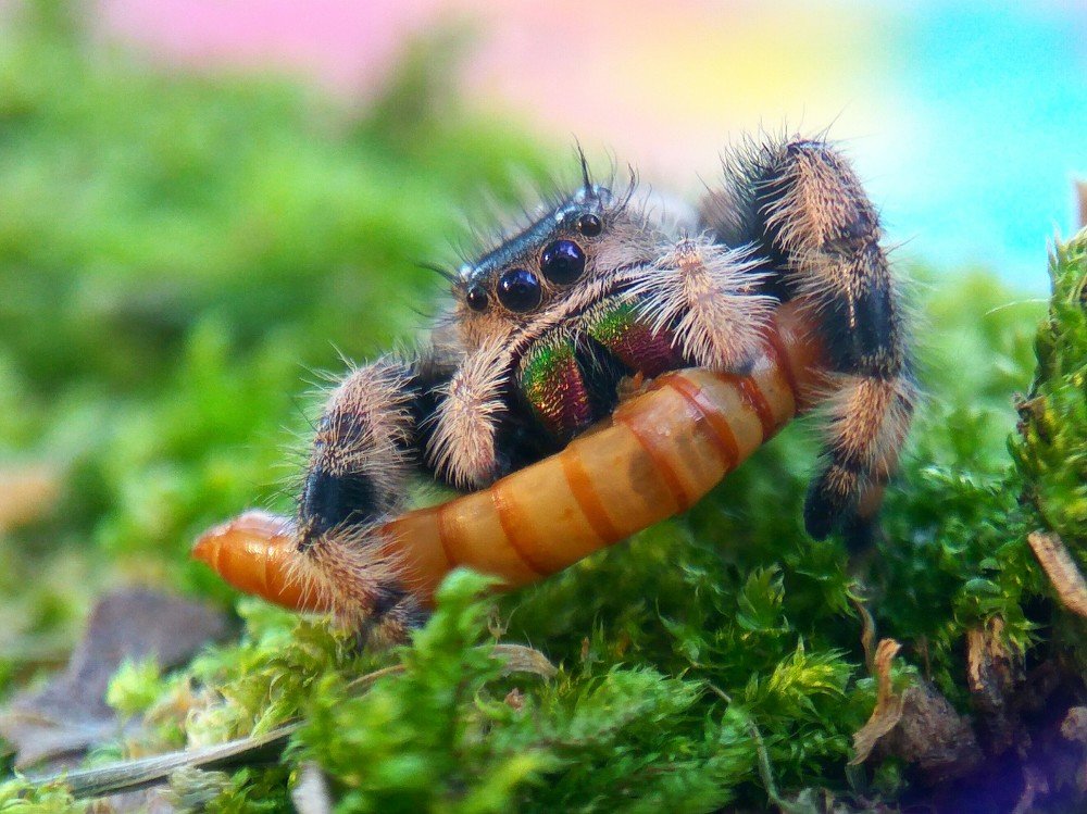 Spider