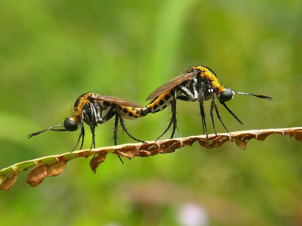Toxophora