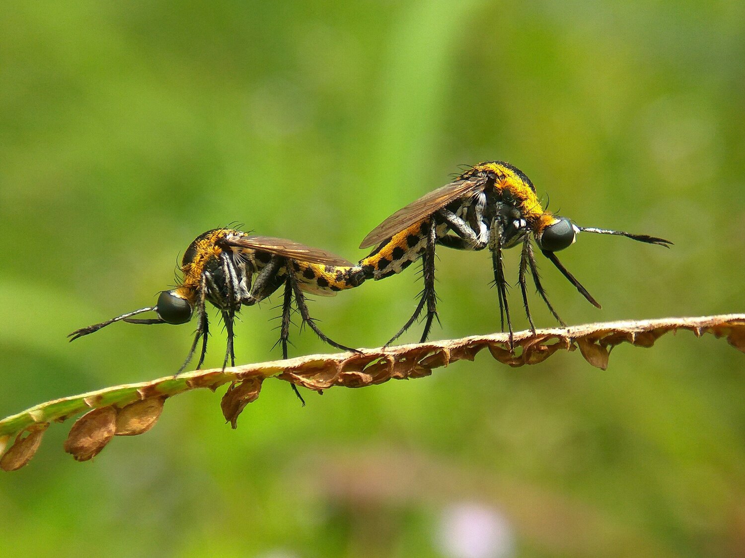 Toxophora