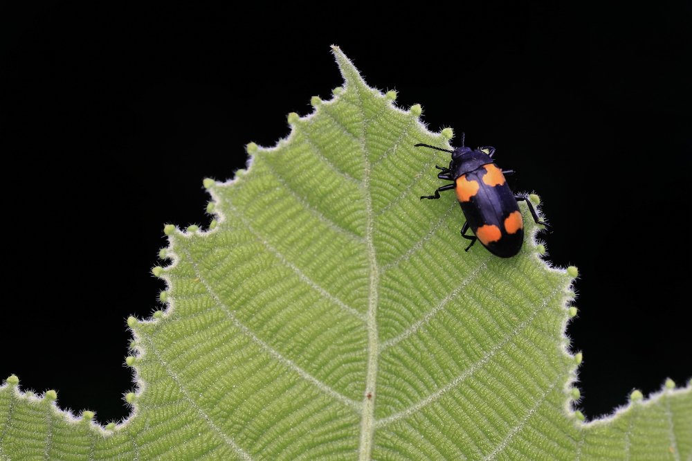Fungus beetle