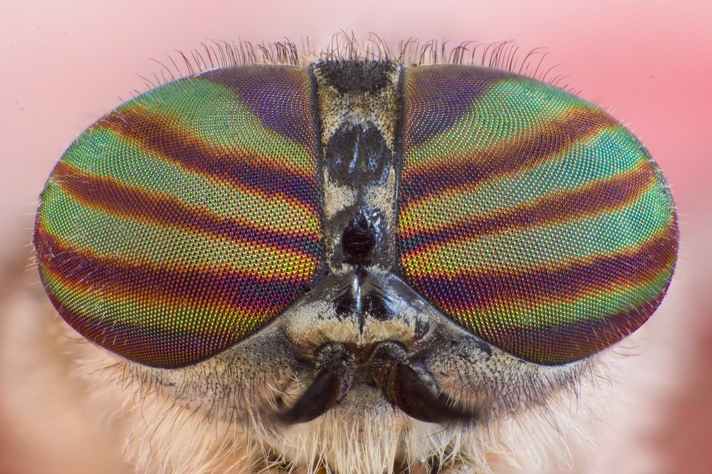 horse fly