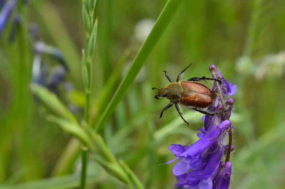 В ожидании пары