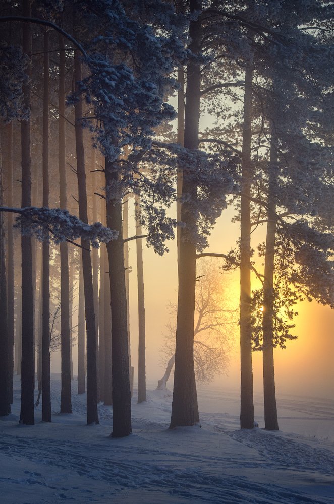 Туманным морозным днем