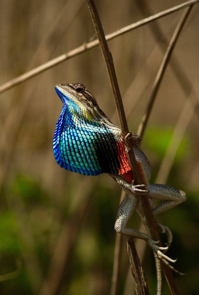 The New Pole Vaulter