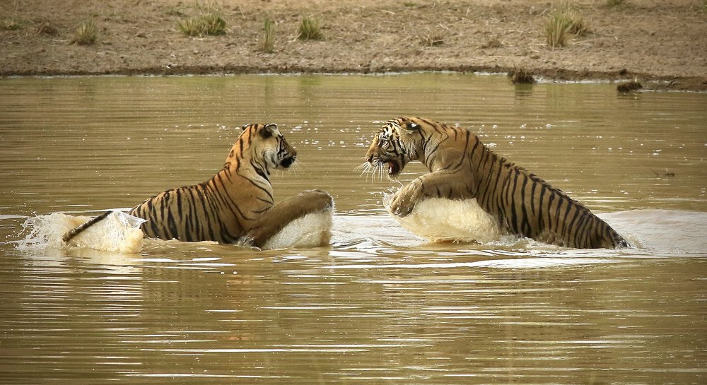 The Challenger & Defender