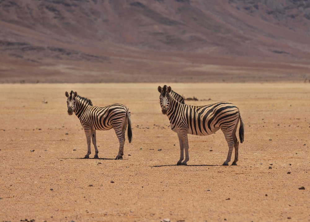 Zebras in the sand