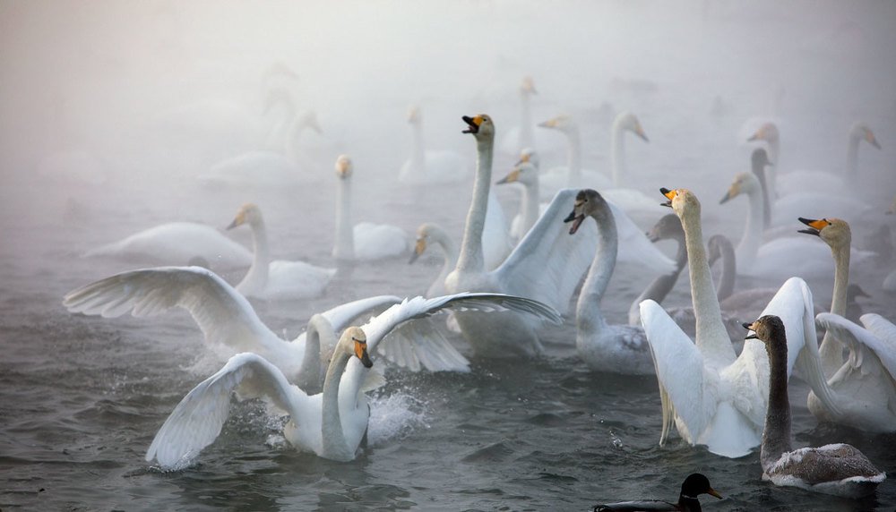 Свадебные танцы..