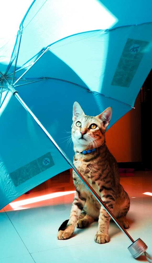 Photograph by Abhitha Mohan