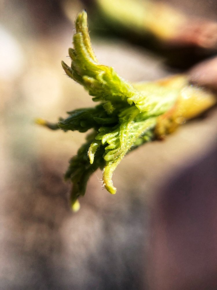 Пробуждение природы