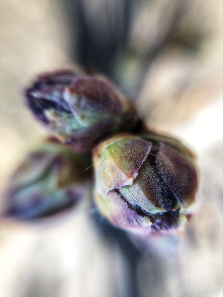 Почти сирень