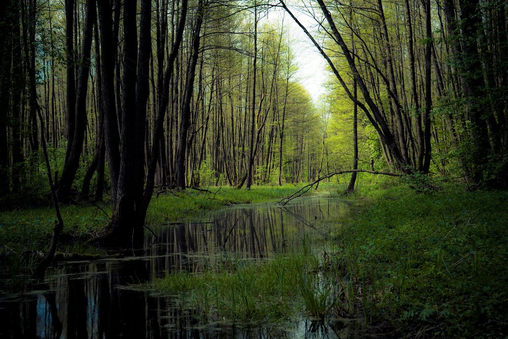 Лес в начале мая.
