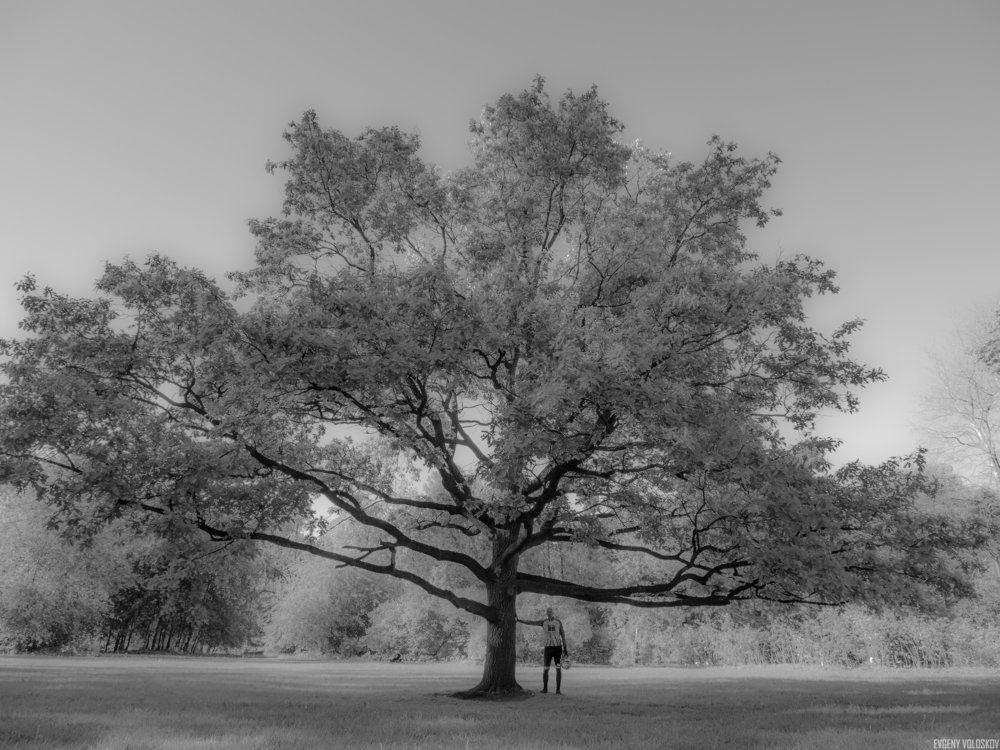 Человек и дерево