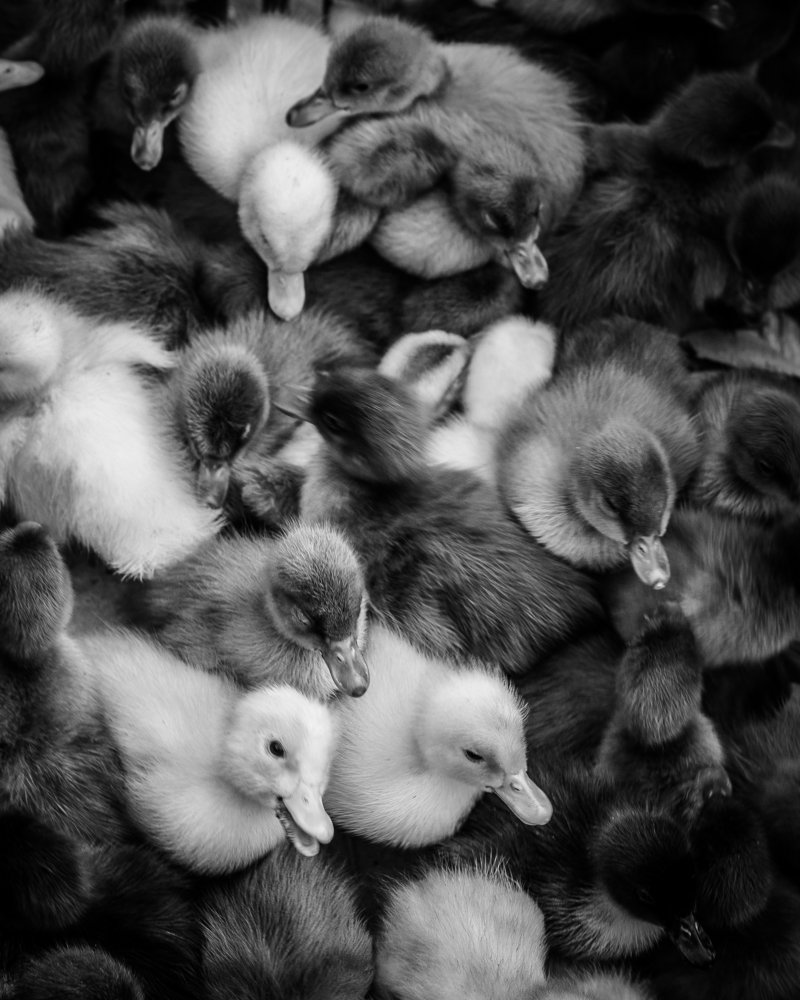 Ducklings
