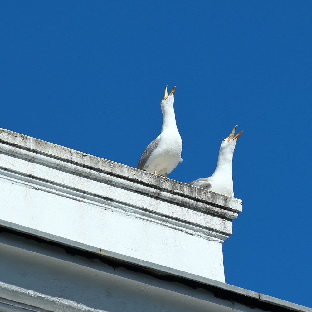 Крымские напевы.