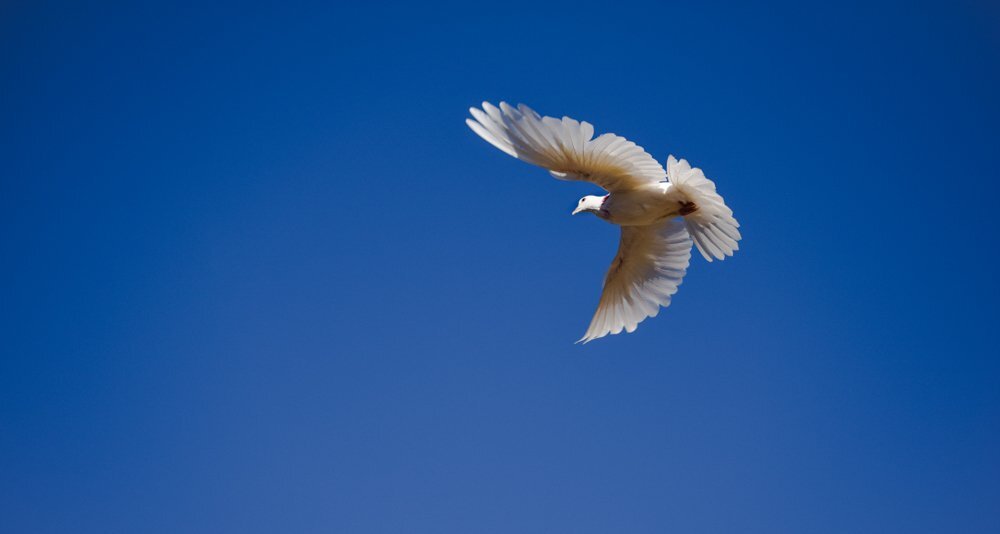 The Flying Bird