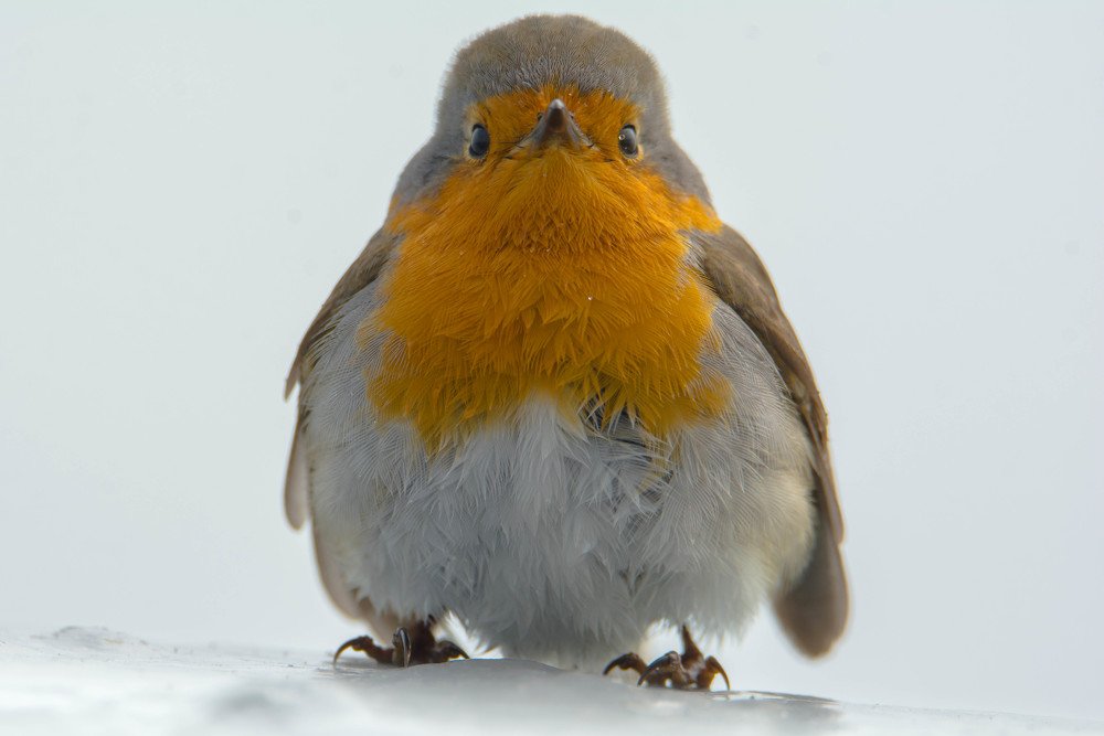 Зарянка, сэр!