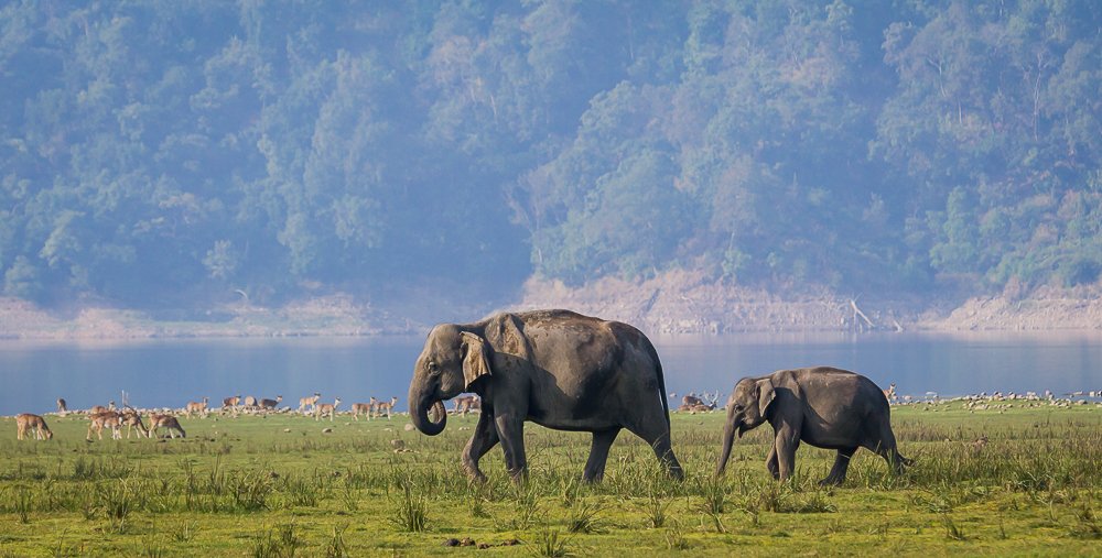 In The Mother's Footsteps