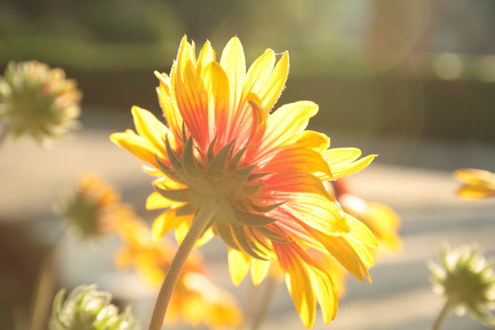 Цветок на рассвете