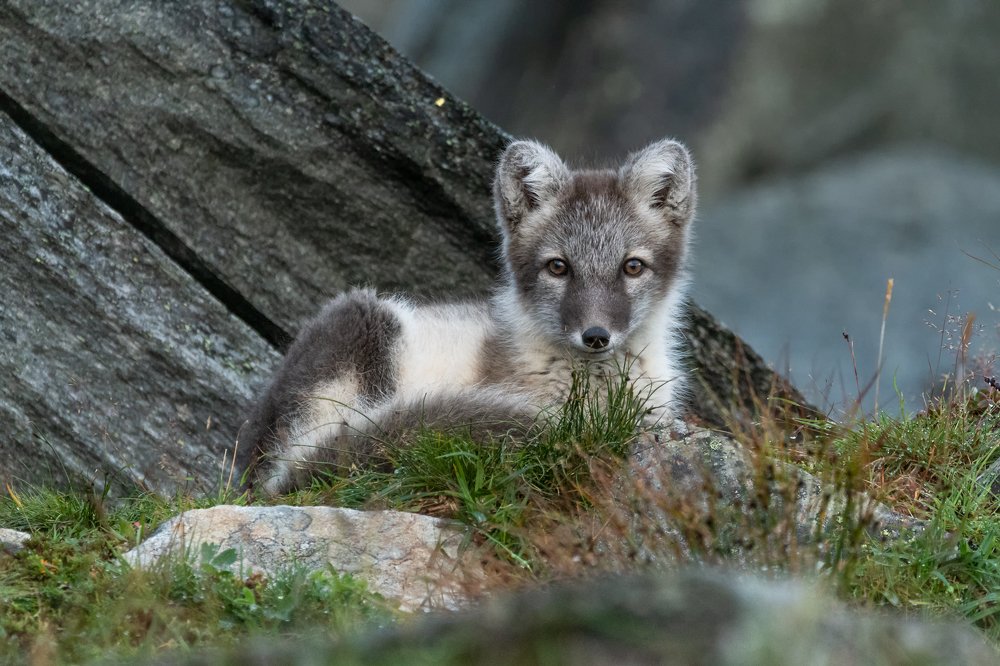 Arctic Fox