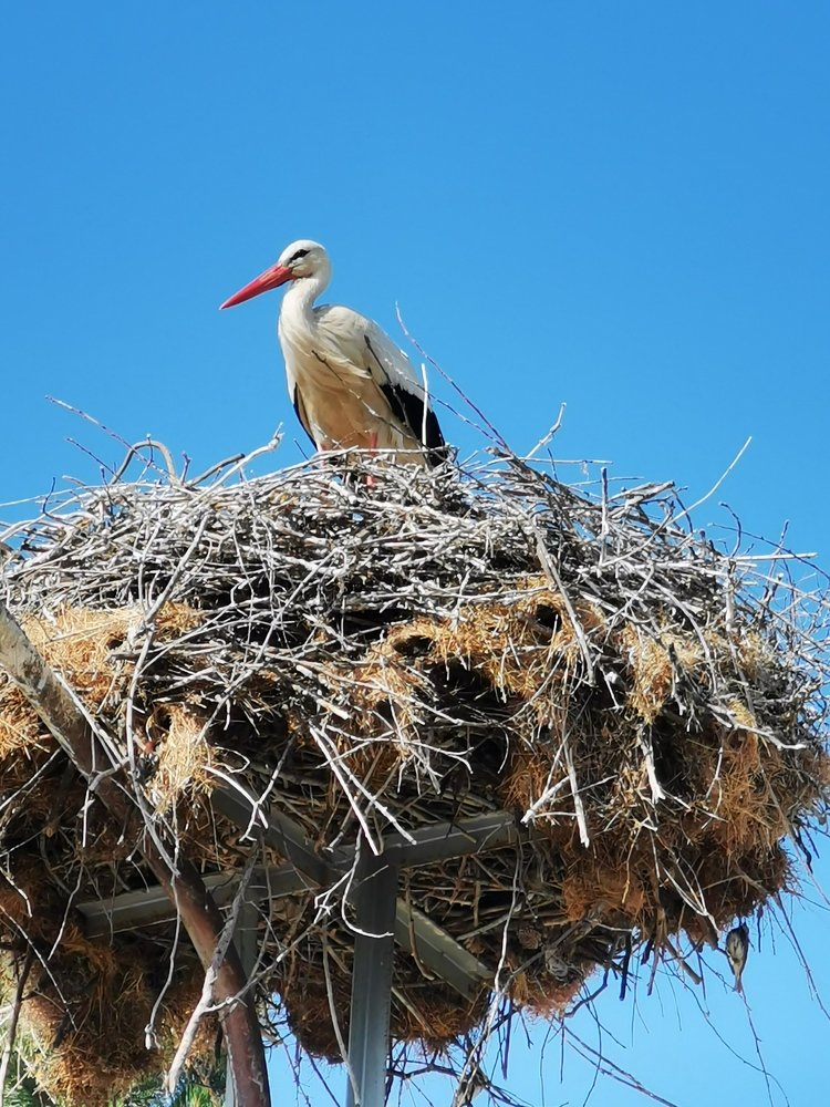 Stork