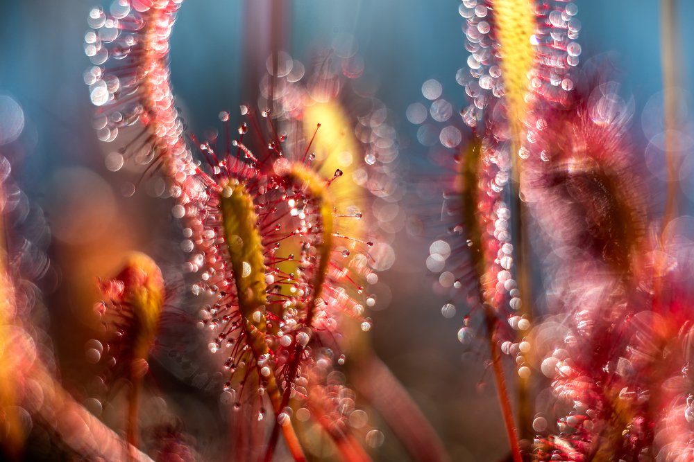 Sundew
