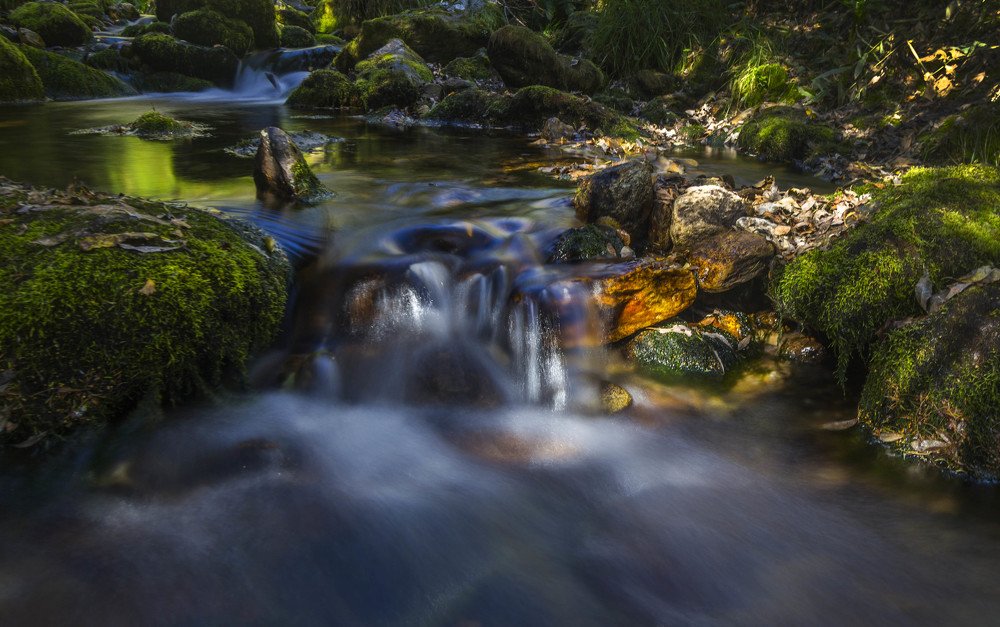 Тайны лесного ручья