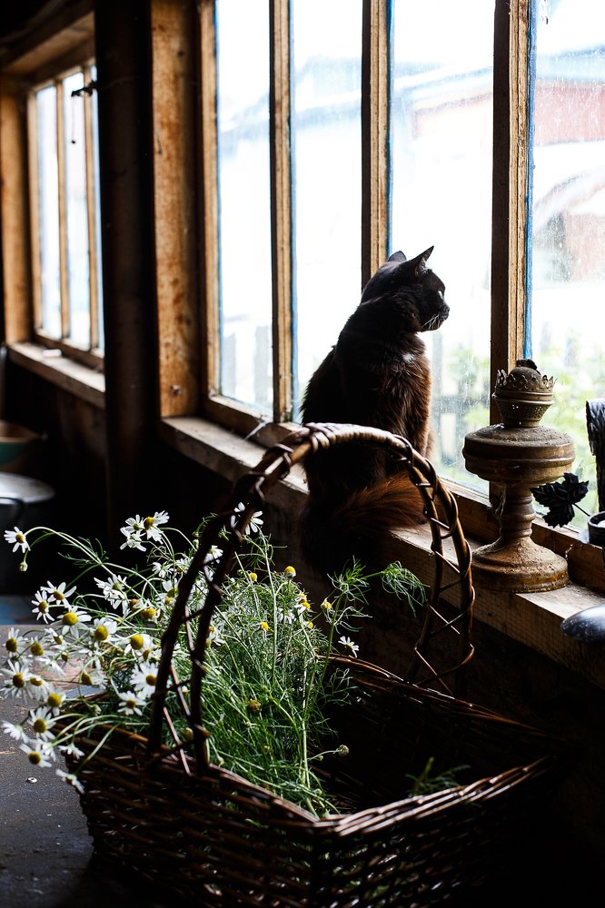 Кот Бегемот.....