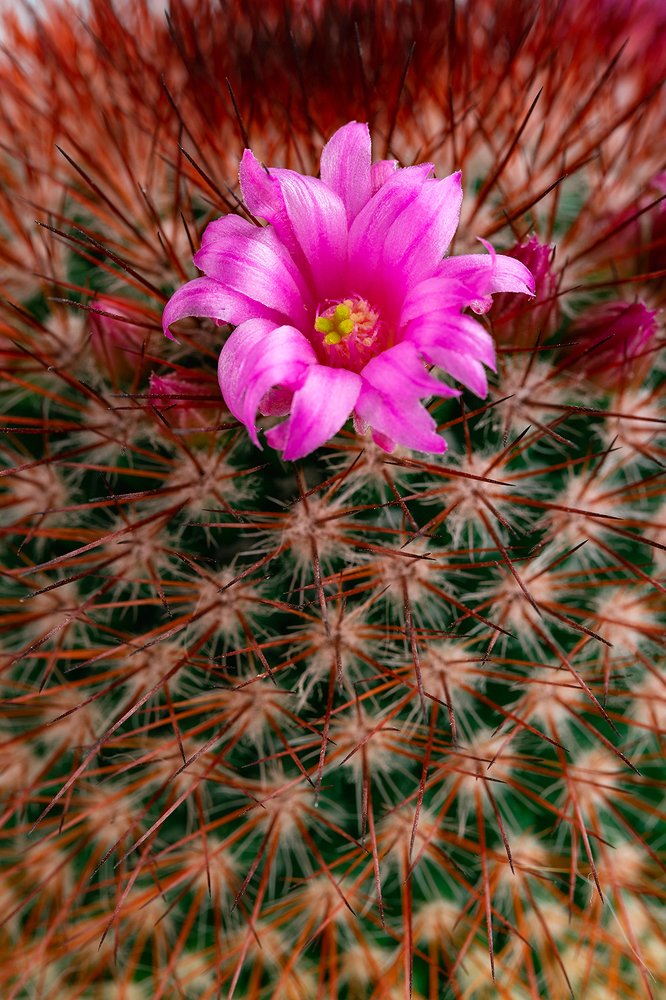 Cactus