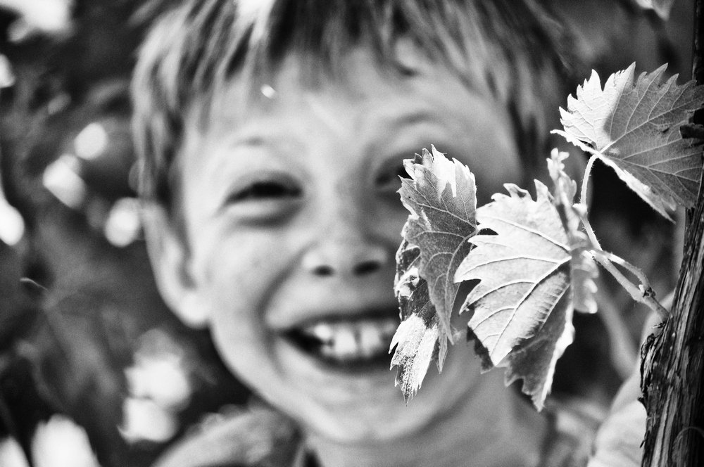 Виноградное лето