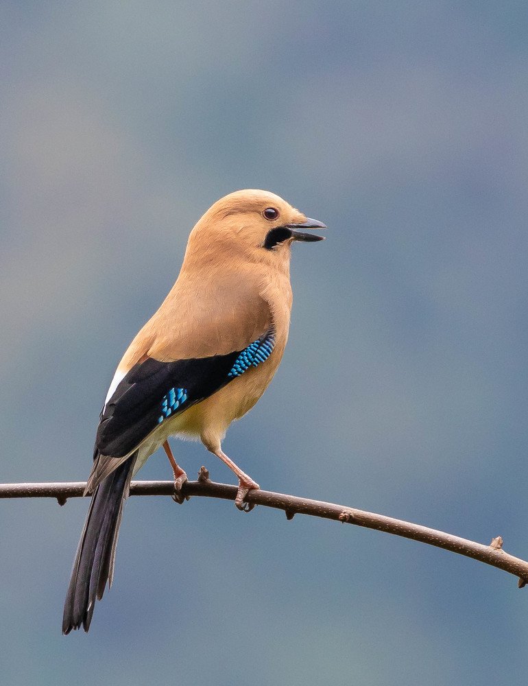 Eurasian Jay