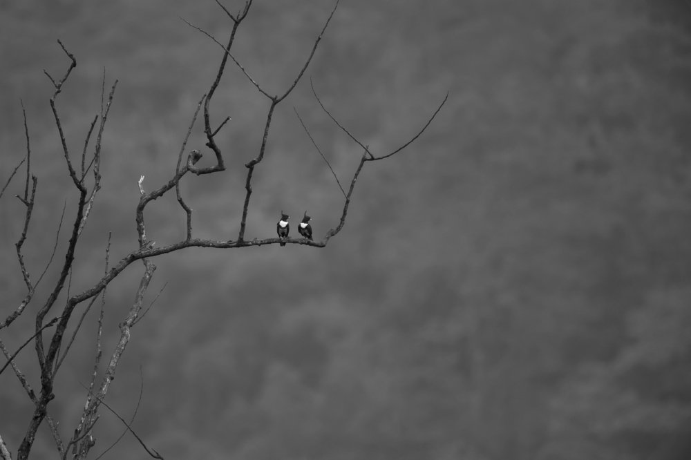 Black & White Couple